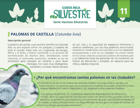  Ficha palomas de Castilla